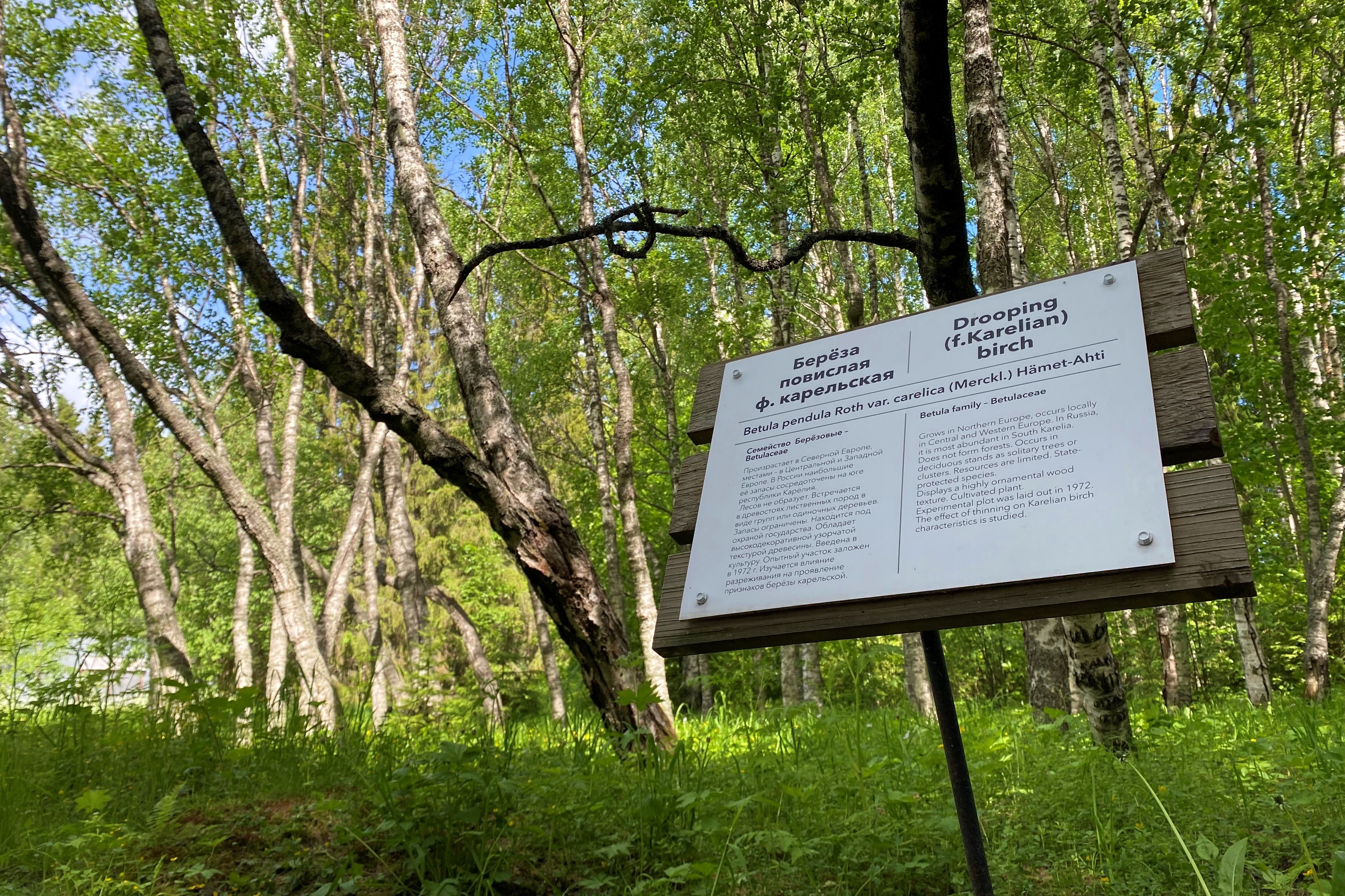 В сердце Карелии: от Рускеалы до о.Кижи (группа до 6 чел.) (22/36)