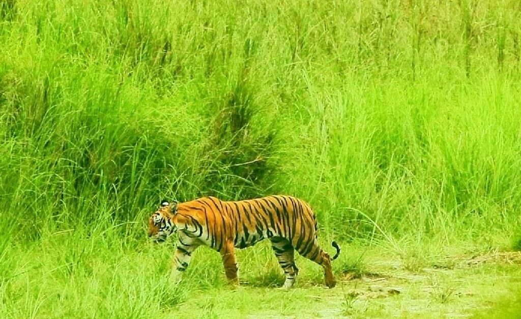 Wildlife Escape (5/7)