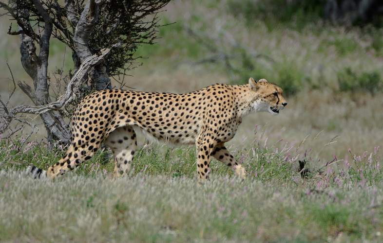 Explore Kenyas Wild Side: 5-Day Private Safari to Amboseli, Nakuru & Masai Mara (5/15)