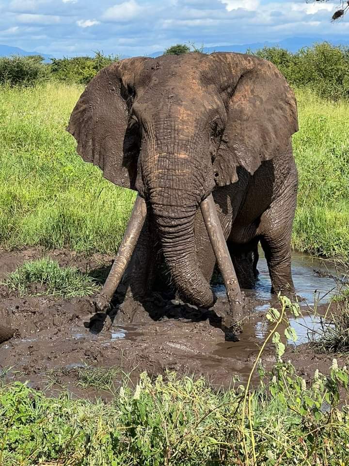 Explore Kenyas Wild Side: 5-Day Private Safari to Amboseli, Nakuru & Masai Mara (10/15)