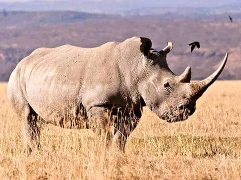 Explore Kenyas Wild Side: 5-Day Private Safari to Amboseli, Nakuru & Masai Mara (7/15)