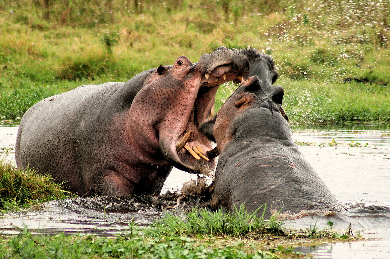 Explore Kenyas Wild Side: 5-Day Private Safari to Amboseli, Nakuru & Masai Mara (9/15)