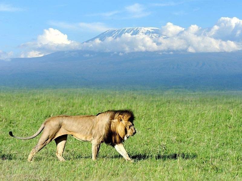 Explore Kenyas Wild Side: 5-Day Private Safari to Amboseli, Nakuru & Masai Mara (12/15)