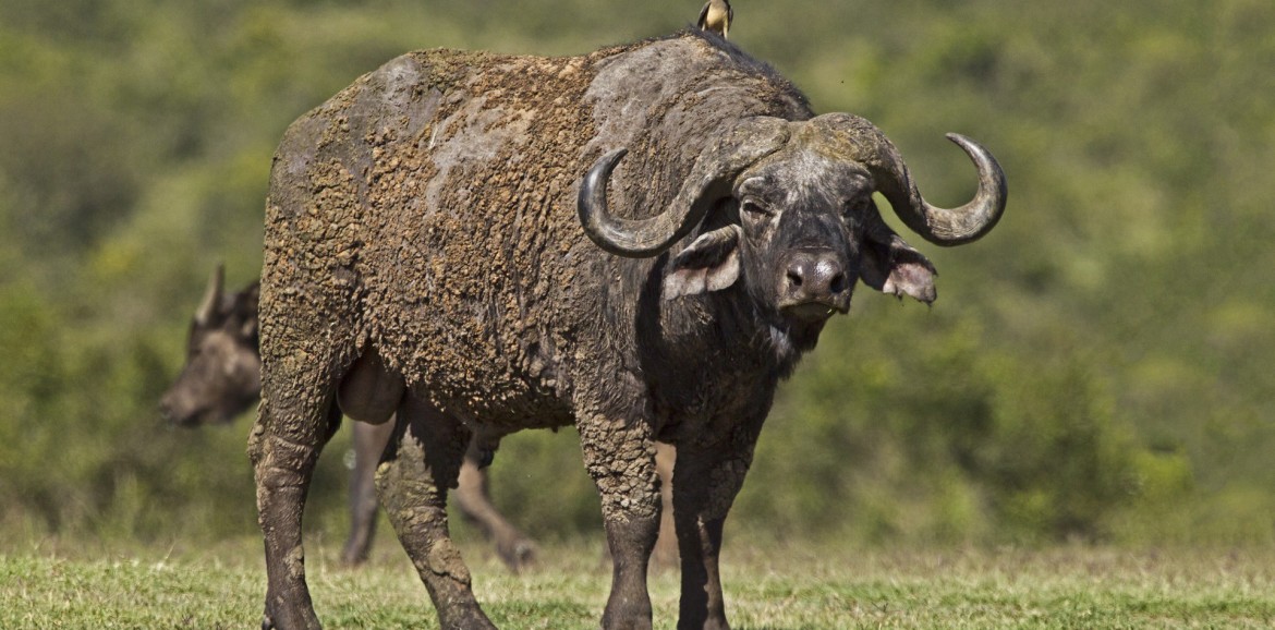 Explore Kenyas Wild Side: 5-Day Private Safari to Amboseli, Nakuru & Masai Mara (14/15)