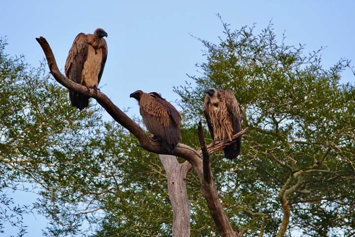 Explore Kenyas Wild Side: 5-Day Private Safari to Amboseli, Nakuru & Masai Mara (8/15)