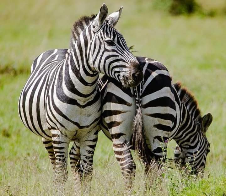 Explore Kenyas Wild Side: 5-Day Private Safari to Amboseli, Nakuru & Masai Mara (4/15)