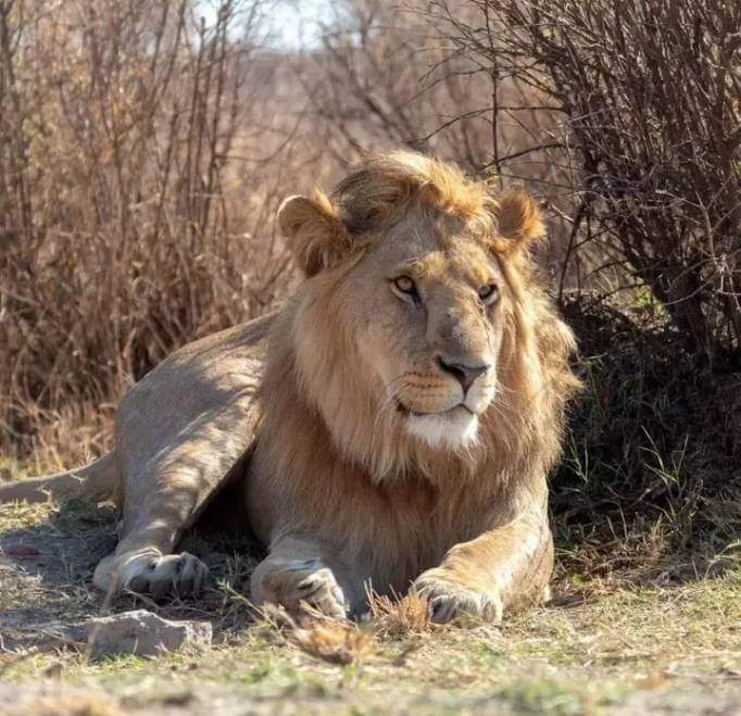 Explore Kenyas Wild Side: 5-Day Private Safari to Amboseli, Nakuru & Masai Mara (13/15)