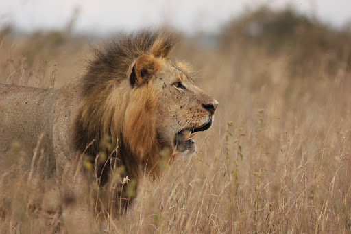 Explore Kenyas Wild Side: 5-Day Private Safari to Amboseli, Nakuru & Masai Mara (6/15)