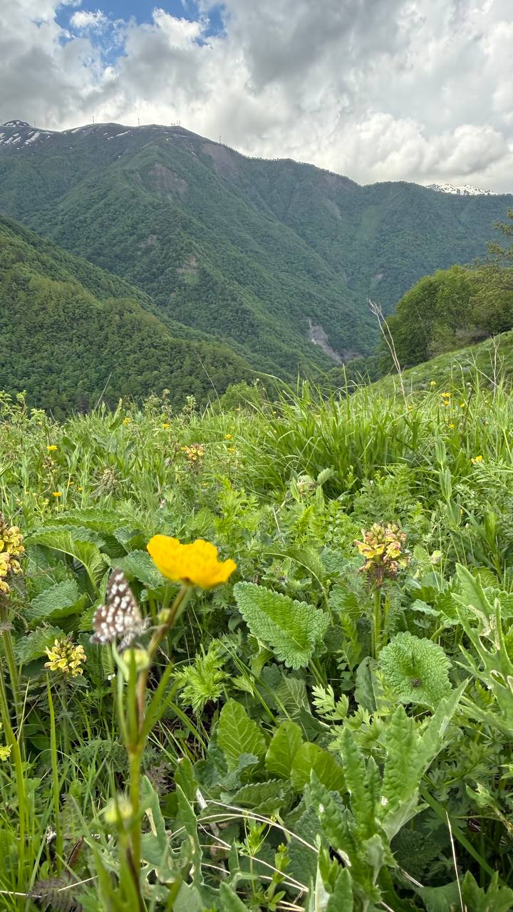 Через Сванетию к Чёрному морю (5/21)