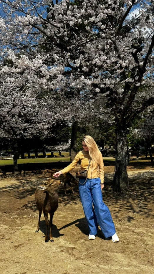 Премиум Япония. Сезон сакуры