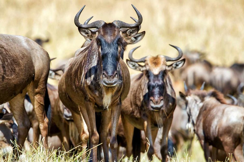 5-Day Ultimate Kenya Safari – Maasai Mara, Lake Nakuru & Lake Naivasha (8/15)