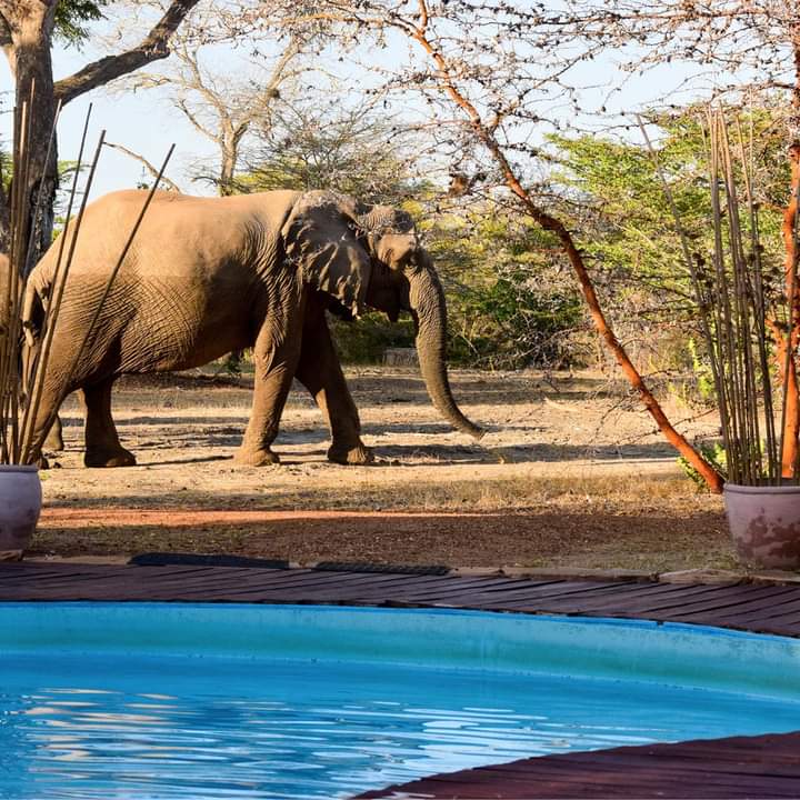 5-Day Ultimate Kenya Safari – Maasai Mara, Lake Nakuru & Lake Naivasha (9/15)