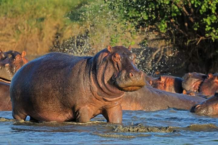 5-Day Ultimate Kenya Safari – Maasai Mara, Lake Nakuru & Lake Naivasha (15/15)