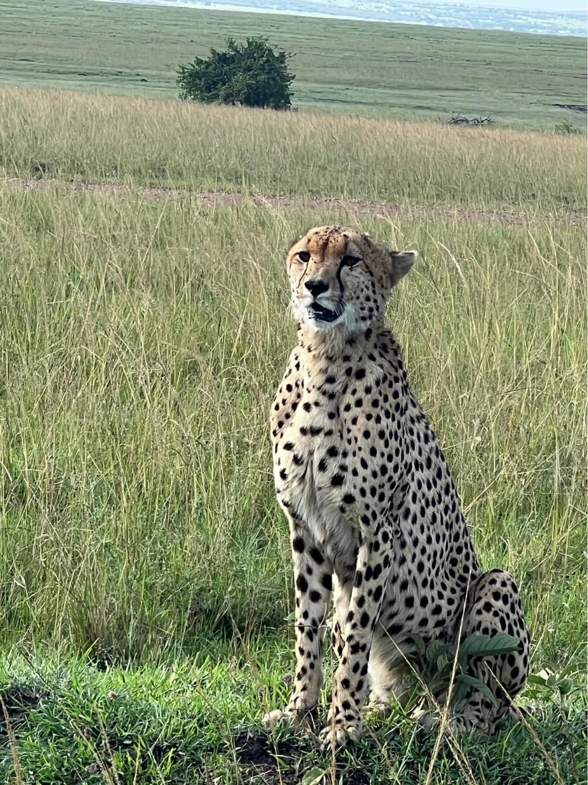 5-Day Ultimate Kenya Safari – Maasai Mara, Lake Nakuru & Lake Naivasha (6/15)