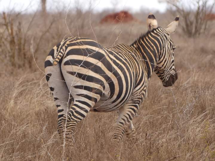 5-Day Ultimate Kenya Safari – Maasai Mara, Lake Nakuru & Lake Naivasha (14/15)