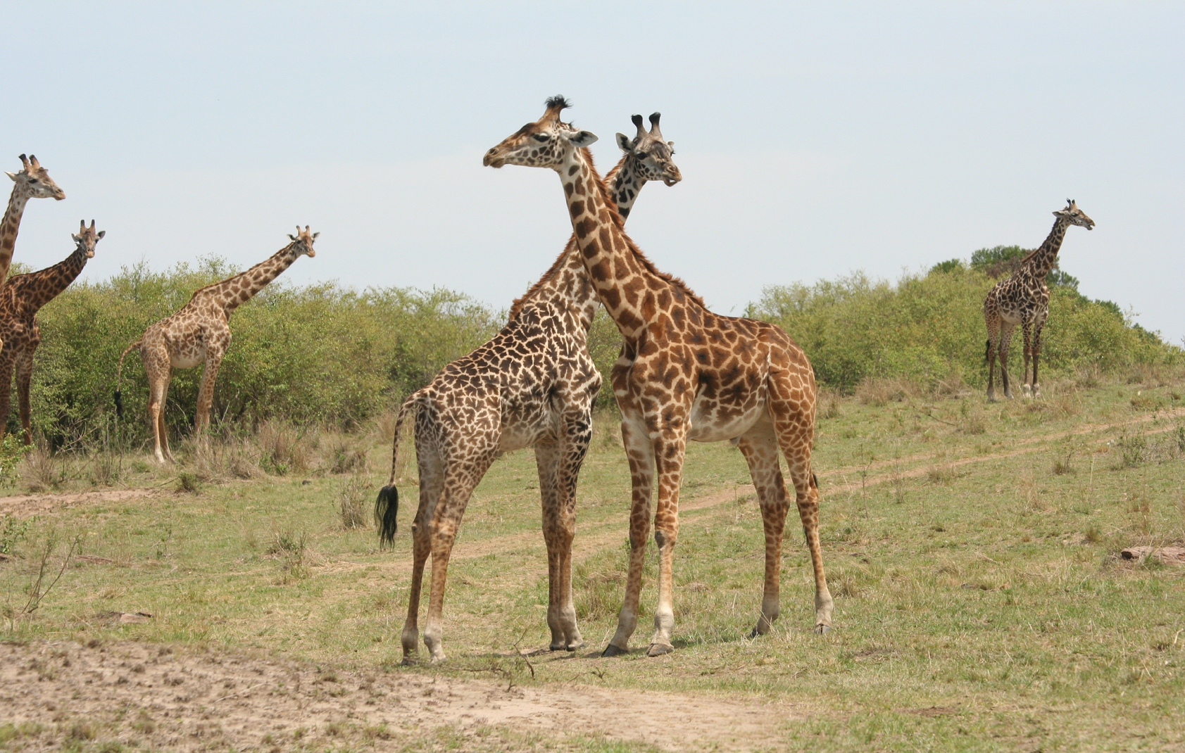 5-Day Ultimate Kenya Safari – Maasai Mara, Lake Nakuru & Lake Naivasha (1/15)
