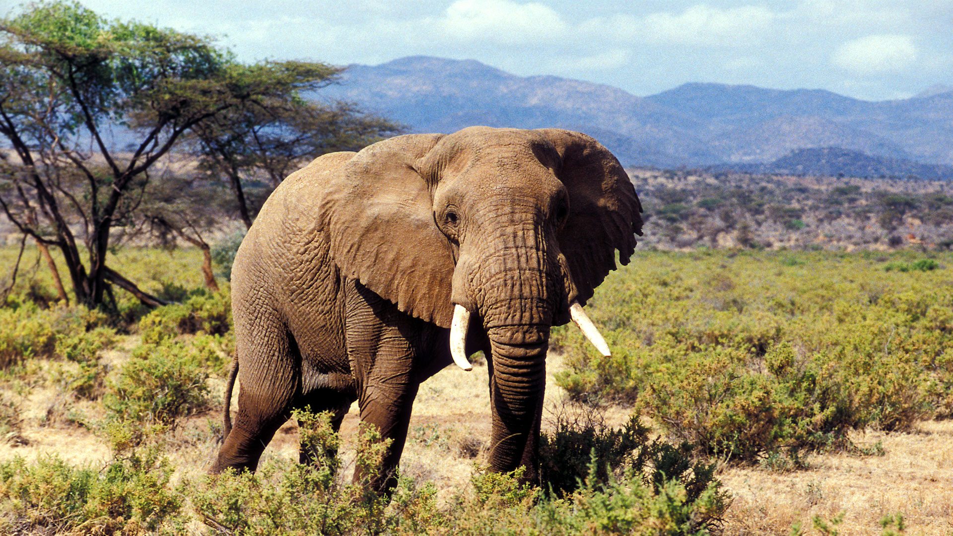 5-Day Ultimate Kenya Safari – Maasai Mara, Lake Nakuru & Lake Naivasha (2/15)