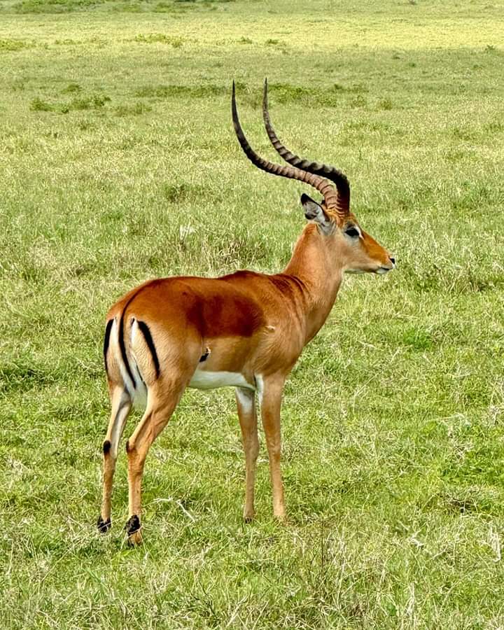5-Day Ultimate Kenya Safari – Maasai Mara, Lake Nakuru & Lake Naivasha (11/15)