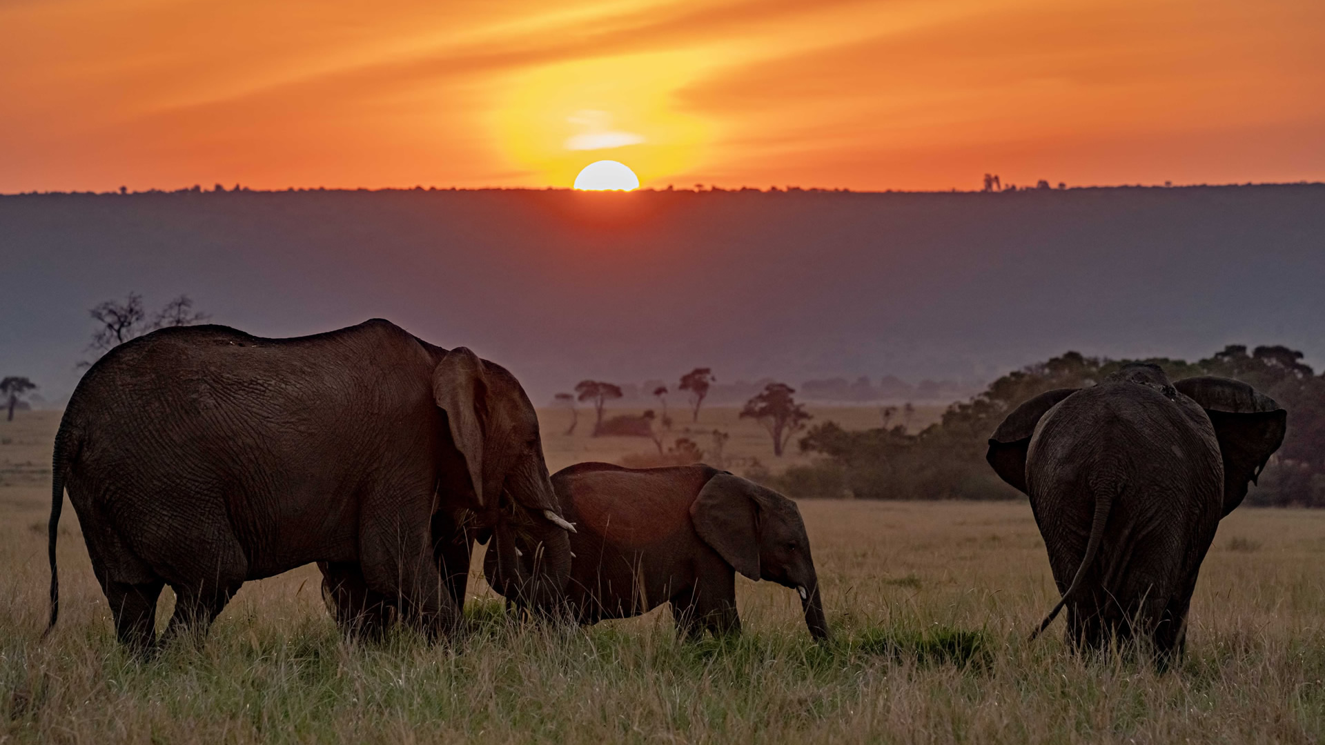 5-Day Ultimate Kenya Safari – Maasai Mara, Lake Nakuru & Lake Naivasha (4/15)