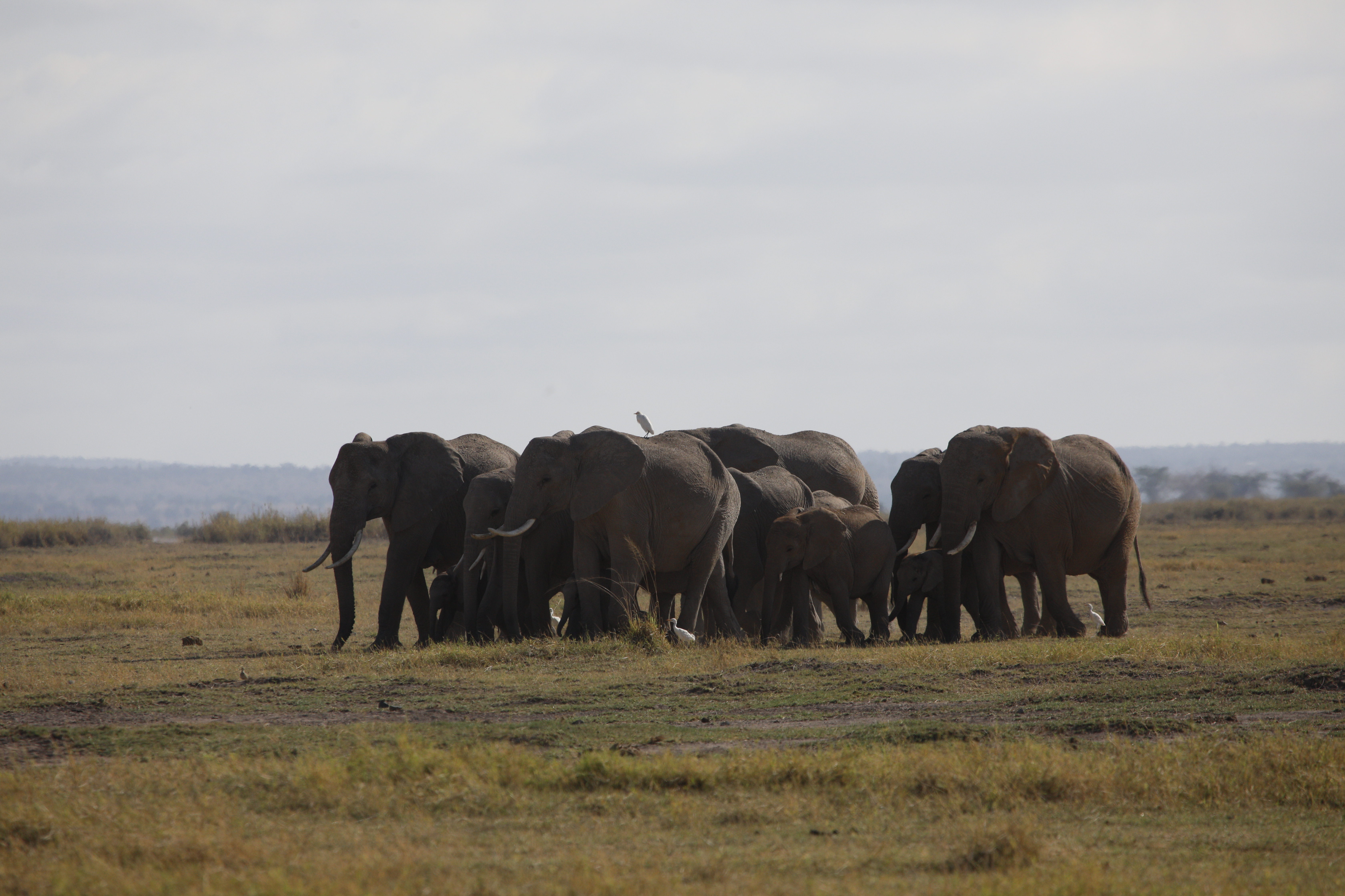 3 Days Kilimanjaro & Giants Amboseli Safari