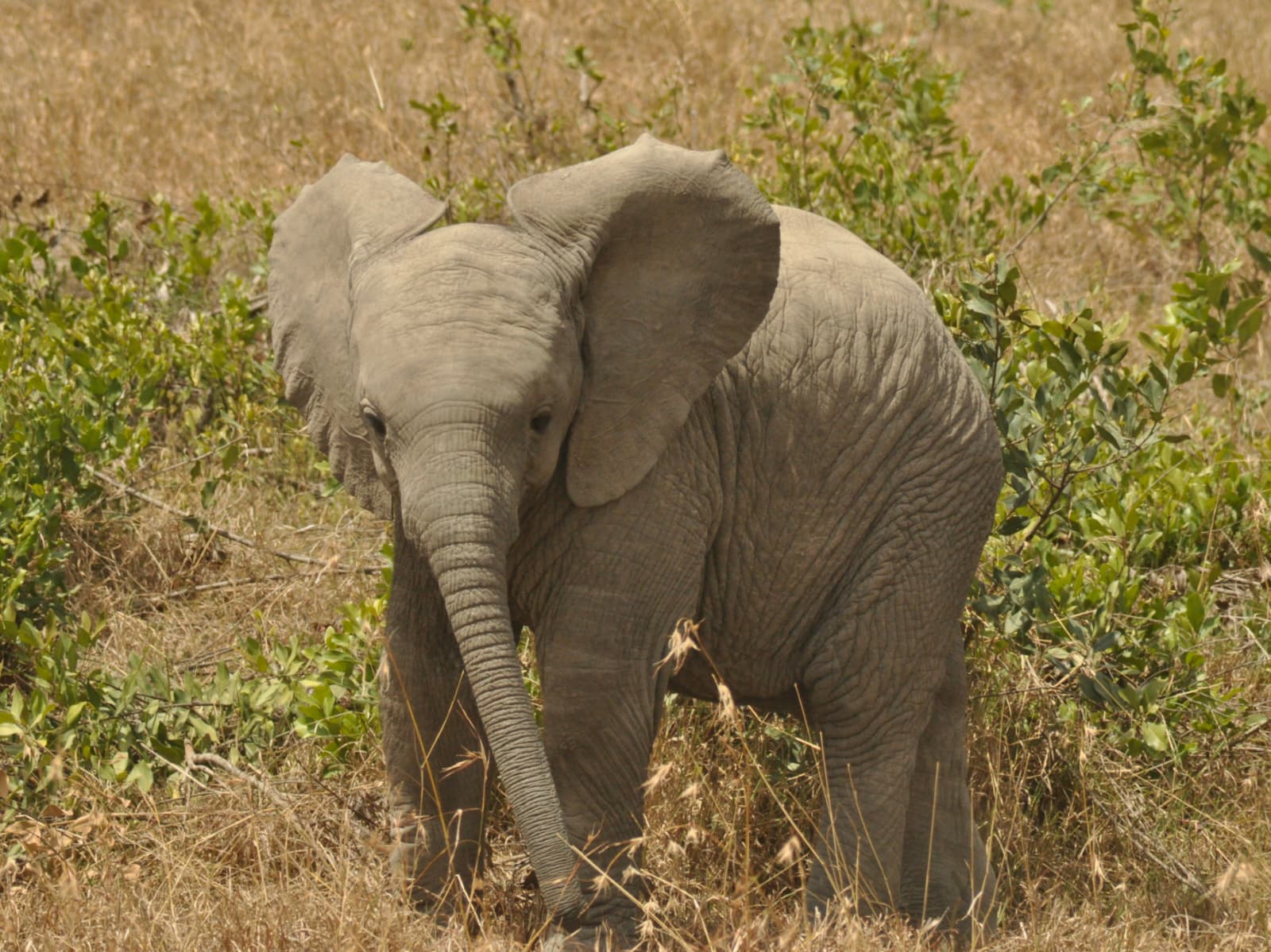 5-Day Kenya Safari: Lake Naivasha & Masai Mara Wildlife Adventure (6/16)