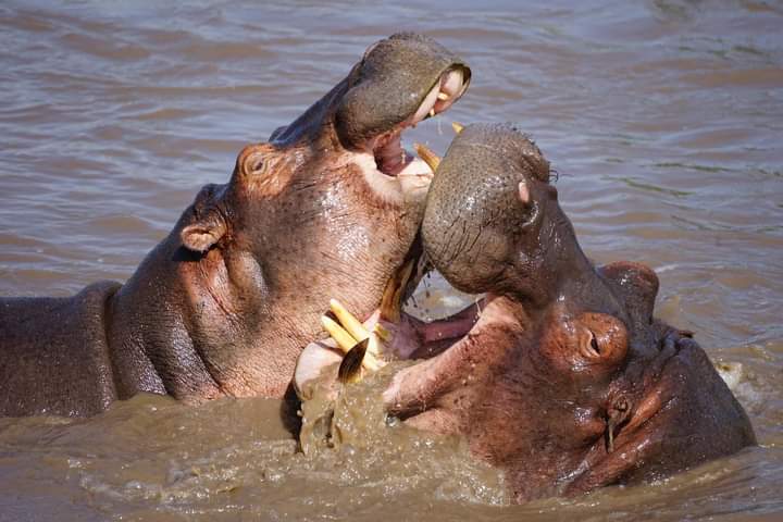 5-Day Kenya Safari: Lake Naivasha & Masai Mara Wildlife Adventure (15/16)
