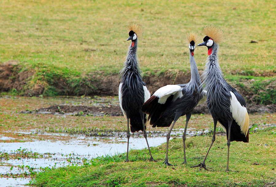 5-Day Kenya Safari: Lake Naivasha & Masai Mara Wildlife Adventure (13/16)