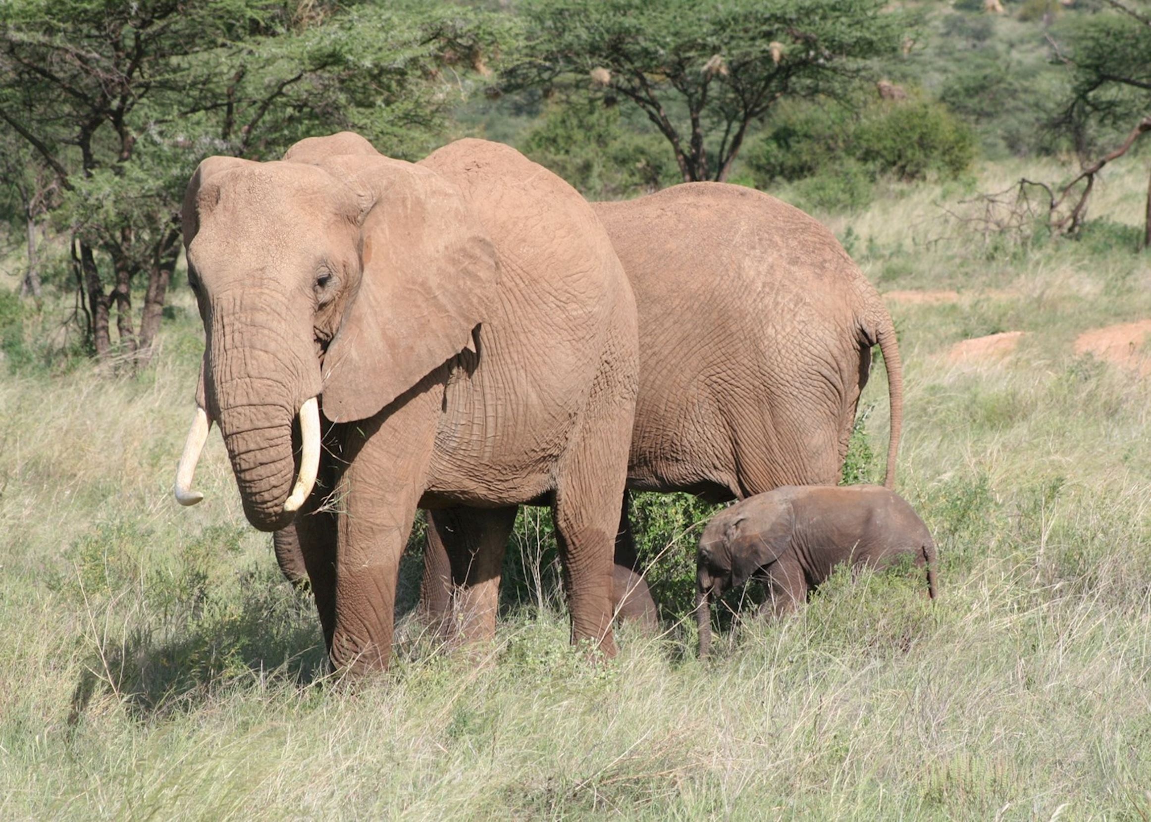 5-Day Kenya Safari: Lake Naivasha & Masai Mara Wildlife Adventure (11/16)