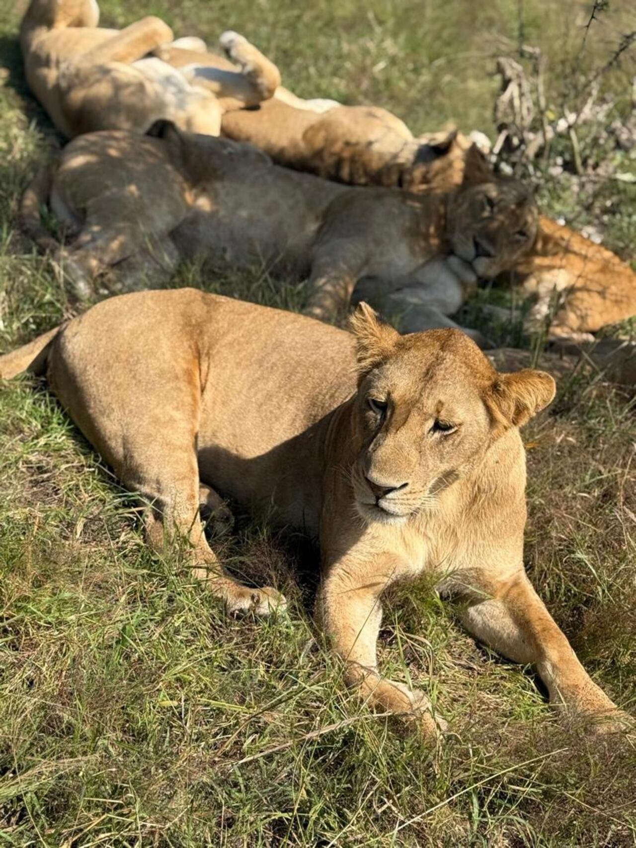 From Zanzibar: Mikumi day safari with flights & transfer (15/25)
