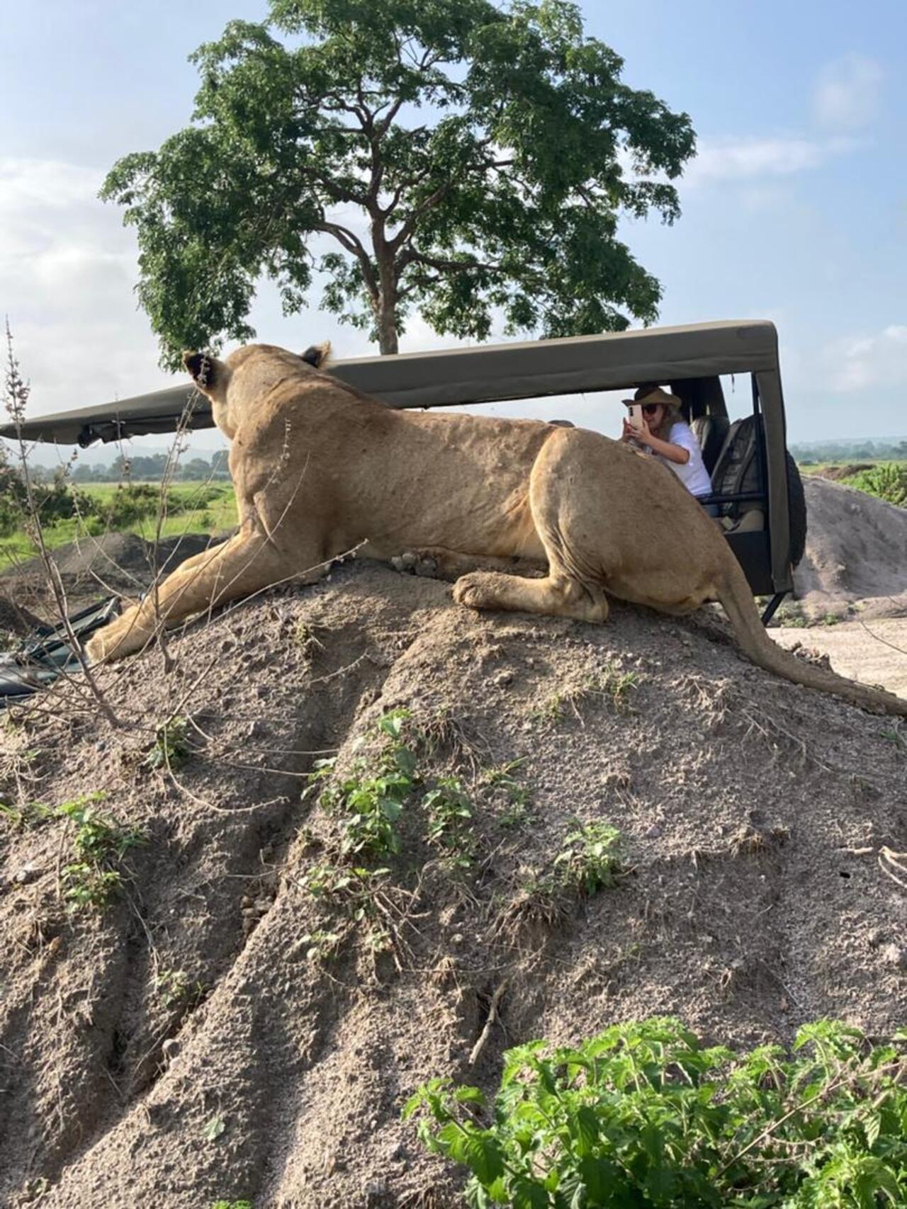 From Zanzibar: Mikumi day safari with flights & transfer (12/25)