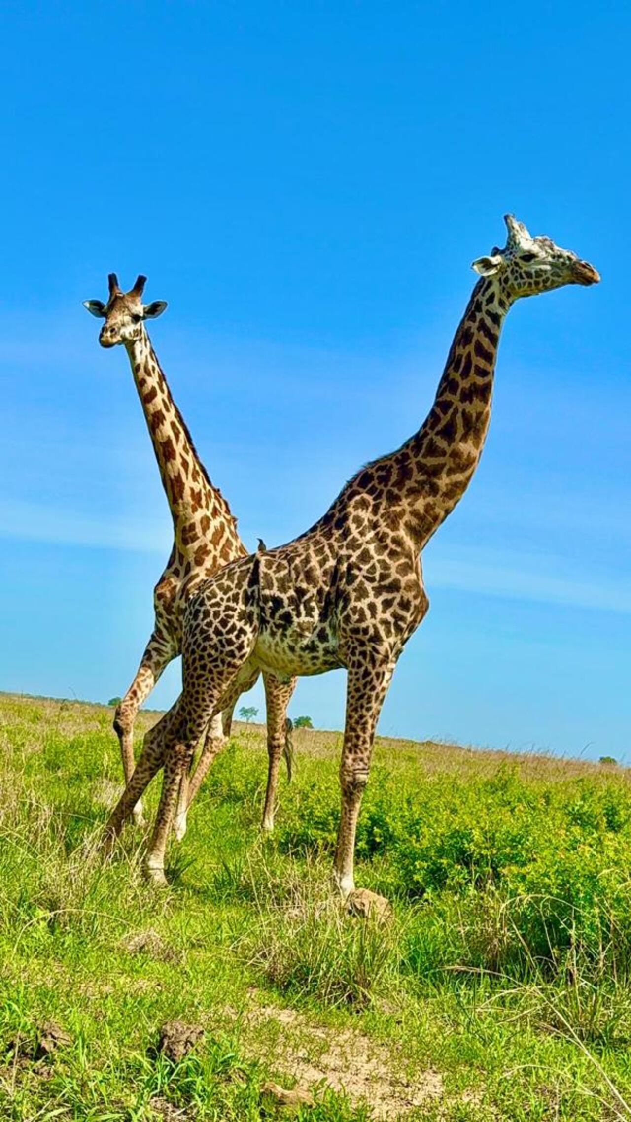 From Zanzibar: Mikumi day safari with flights & transfer (5/25)