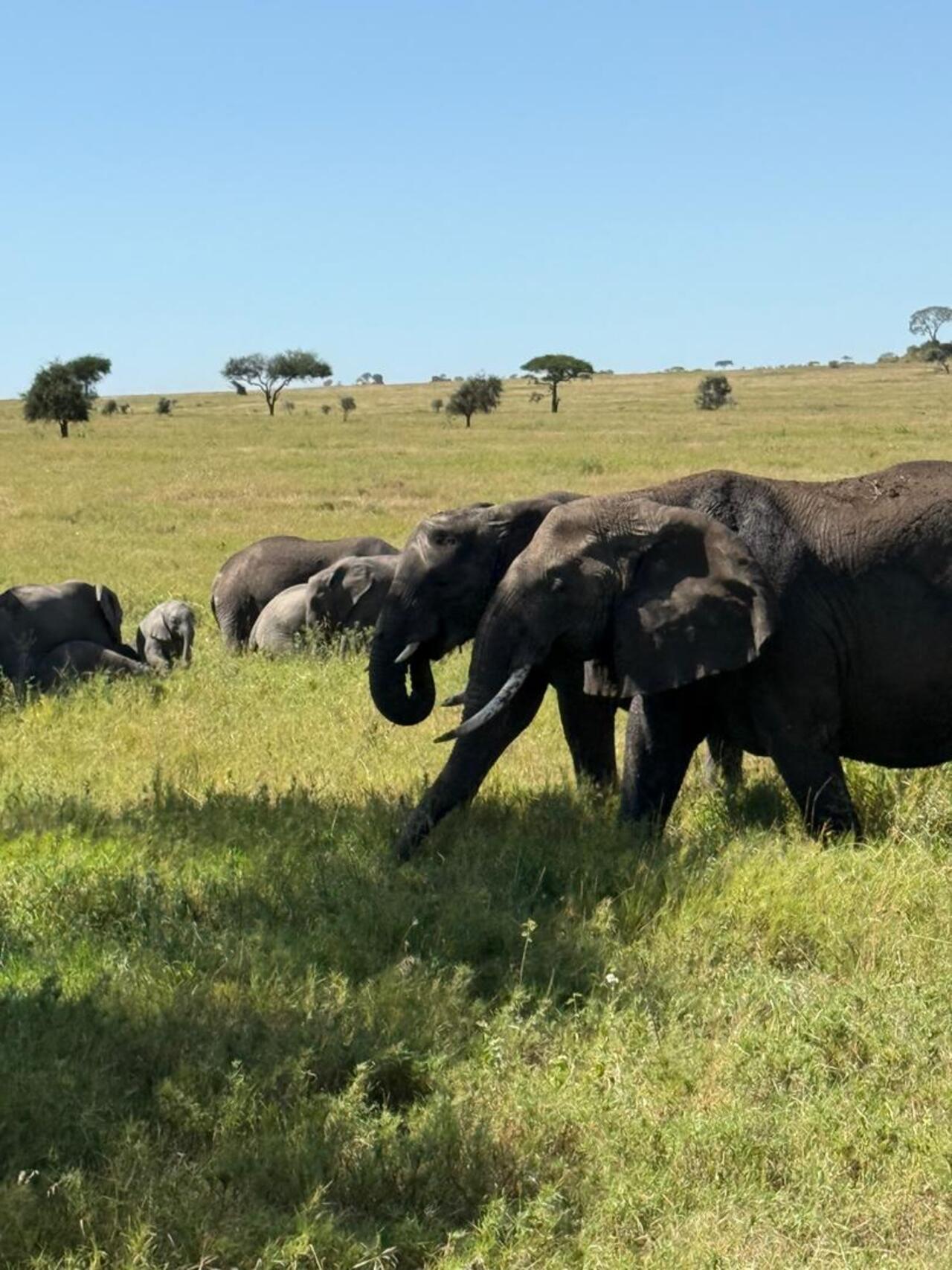 From Zanzibar: Mikumi day safari with flights & transfer (14/25)