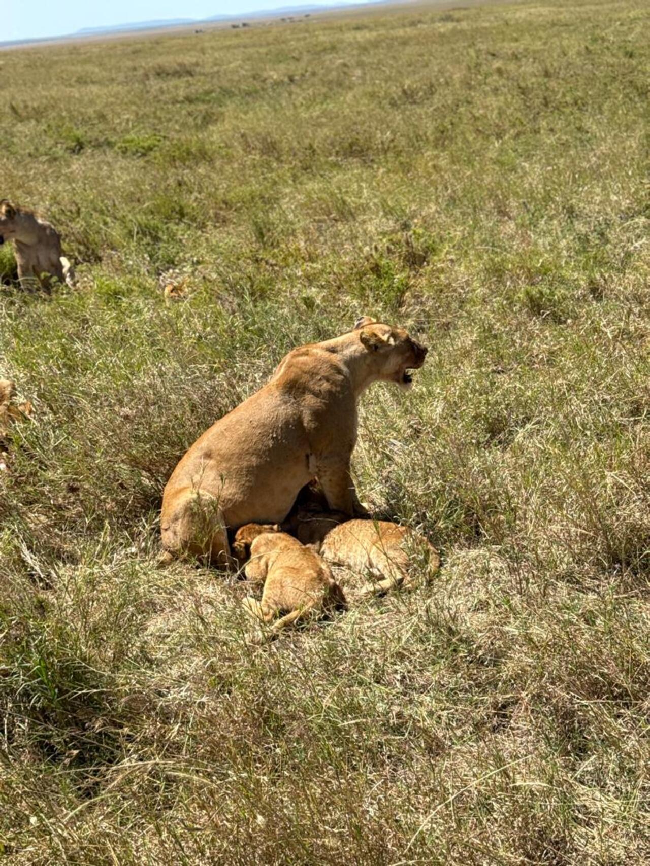 From Zanzibar: Mikumi day safari with flights & transfer (13/25)