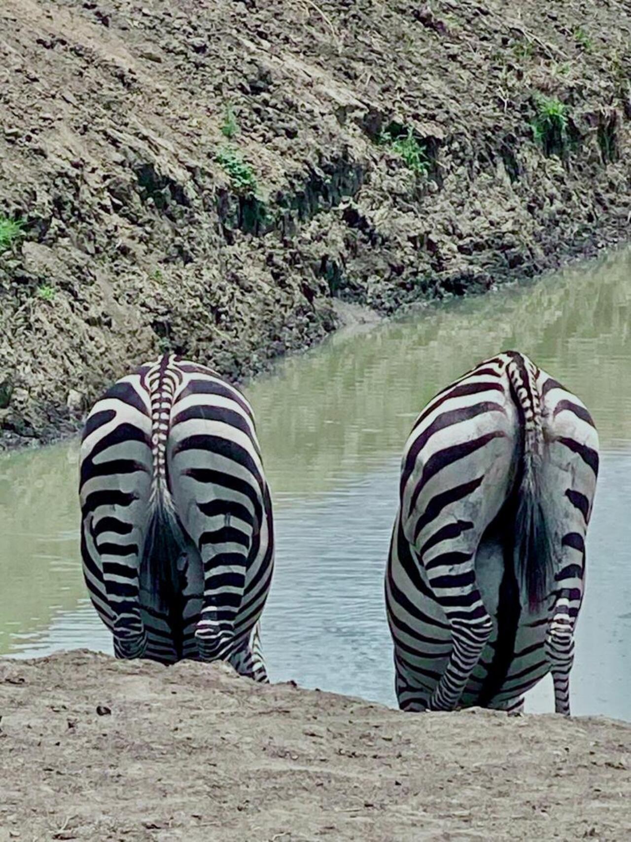 From Zanzibar: Mikumi day safari with flights & transfer (6/25)