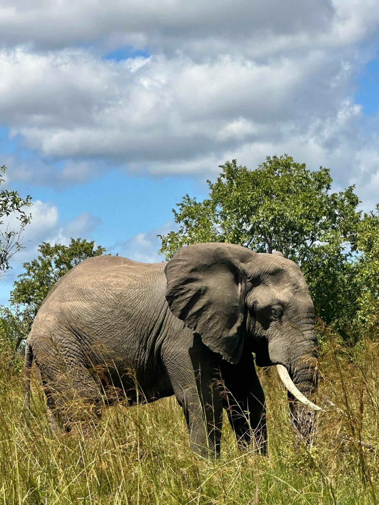 From Zanzibar: Mikumi day safari with flights & transfer (3/25)