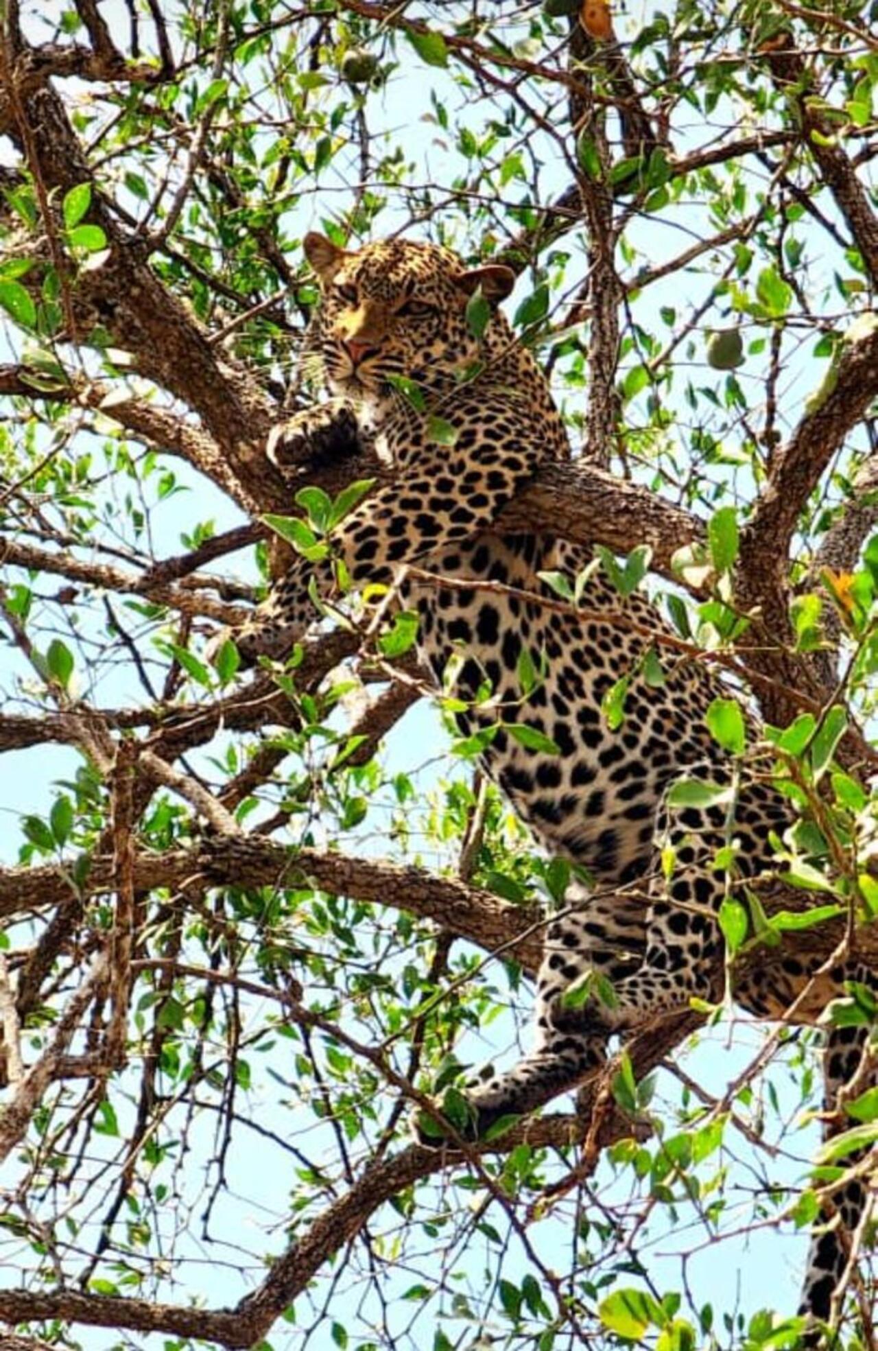 From Zanzibar: Mikumi day safari with flights & transfer (4/25)
