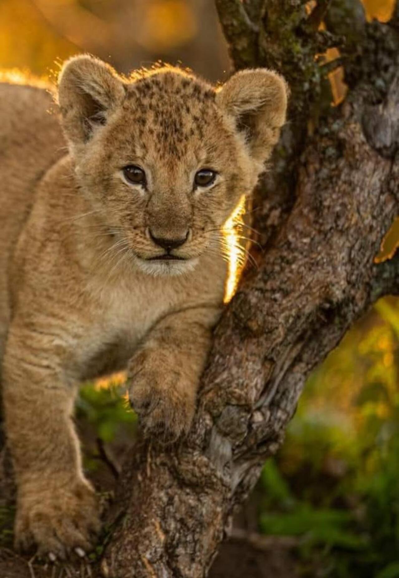 From Zanzibar: Mikumi day safari with flights & transfer (8/25)