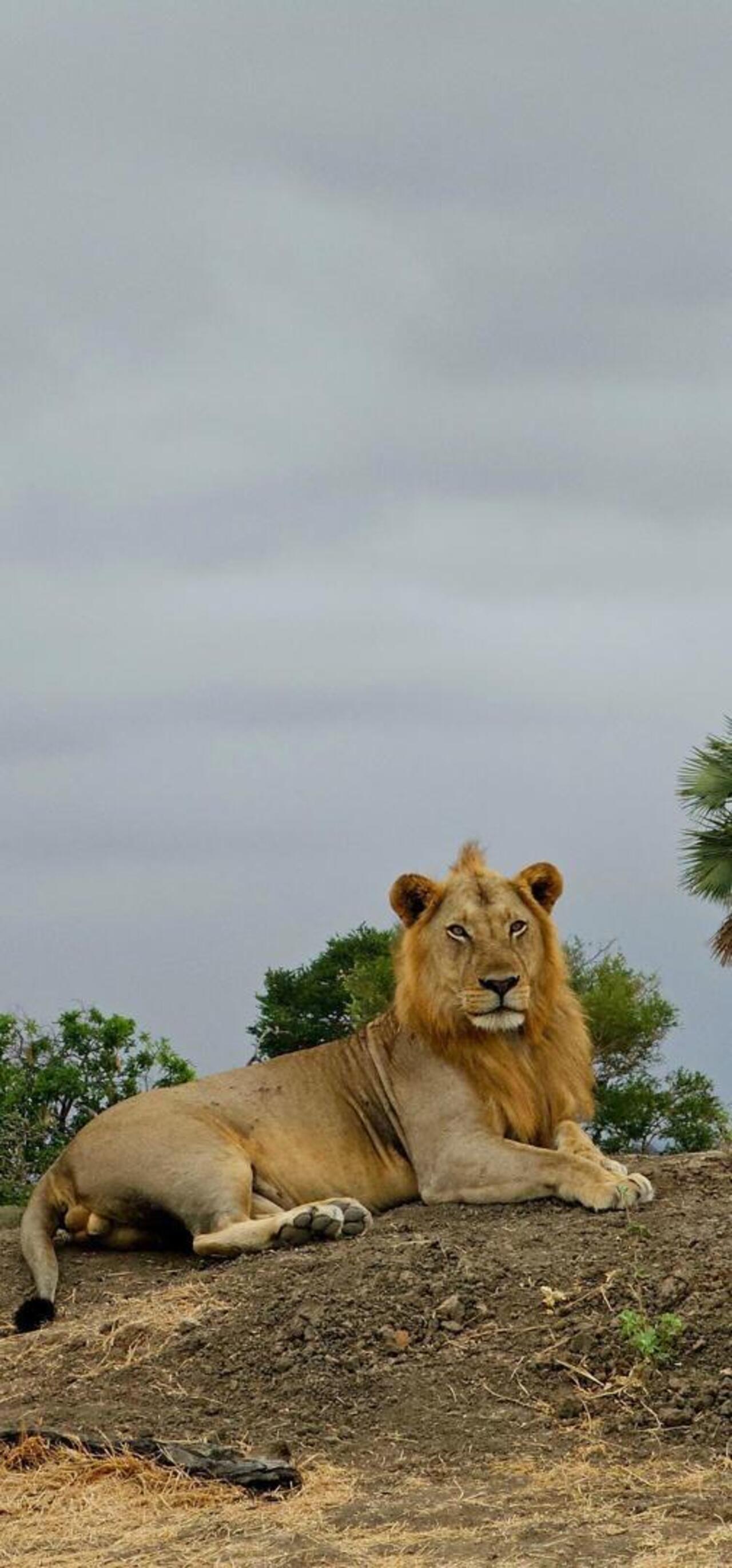 From Zanzibar: Mikumi day safari with flights & transfer (2/25)