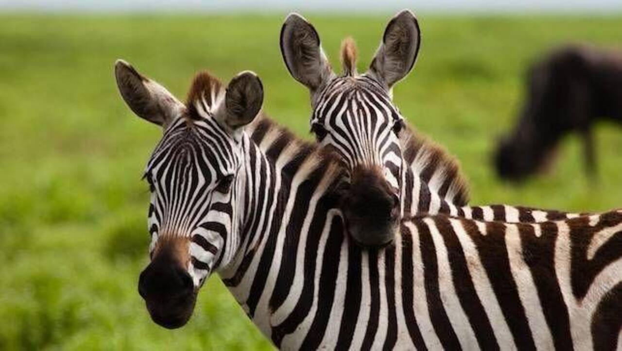 From Zanzibar: Mikumi day safari with flights & transfer (1/25)
