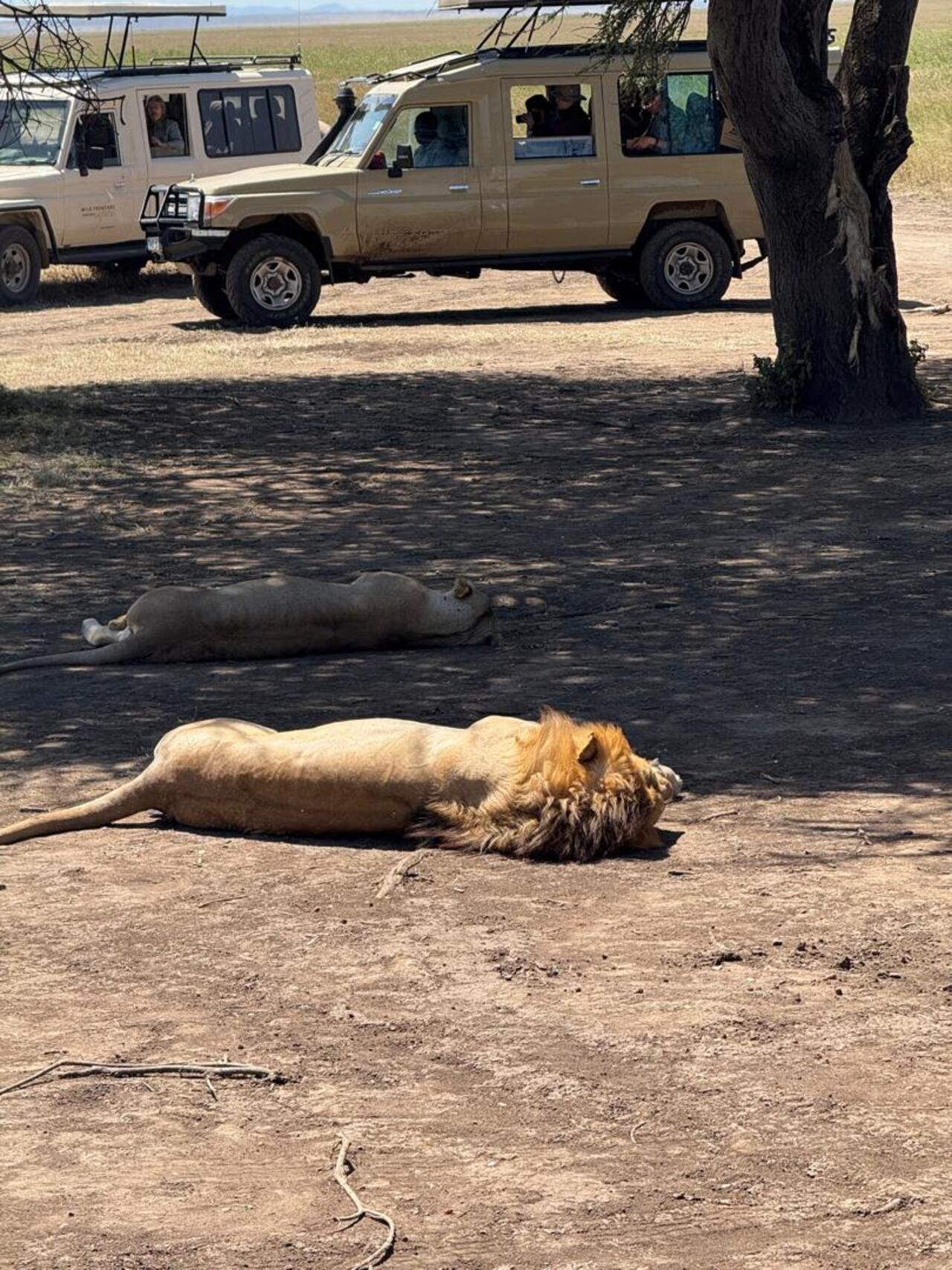 From Zanzibar: Mikumi day safari with flights & transfer (7/25)