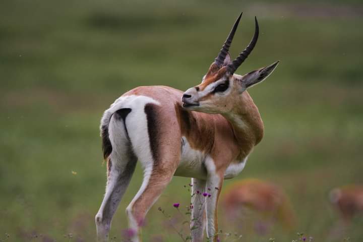 8-Day Kenya Grand Safari: From Mount Kilimanjaro to the Maasai Mara (16/24)