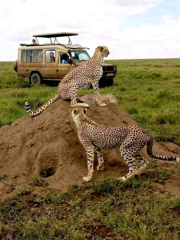 8-Day Kenya Grand Safari: From Mount Kilimanjaro to the Maasai Mara (9/24)