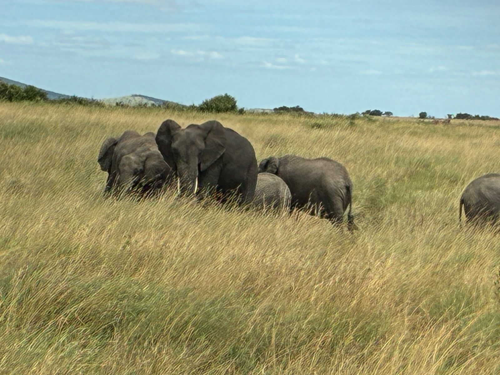 8-Day Kenya Grand Safari: From Mount Kilimanjaro to the Maasai Mara (4/24)