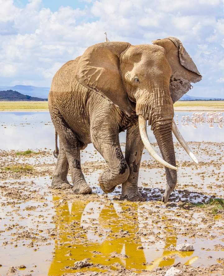 8-Day Kenya Grand Safari: From Mount Kilimanjaro to the Maasai Mara (19/24)