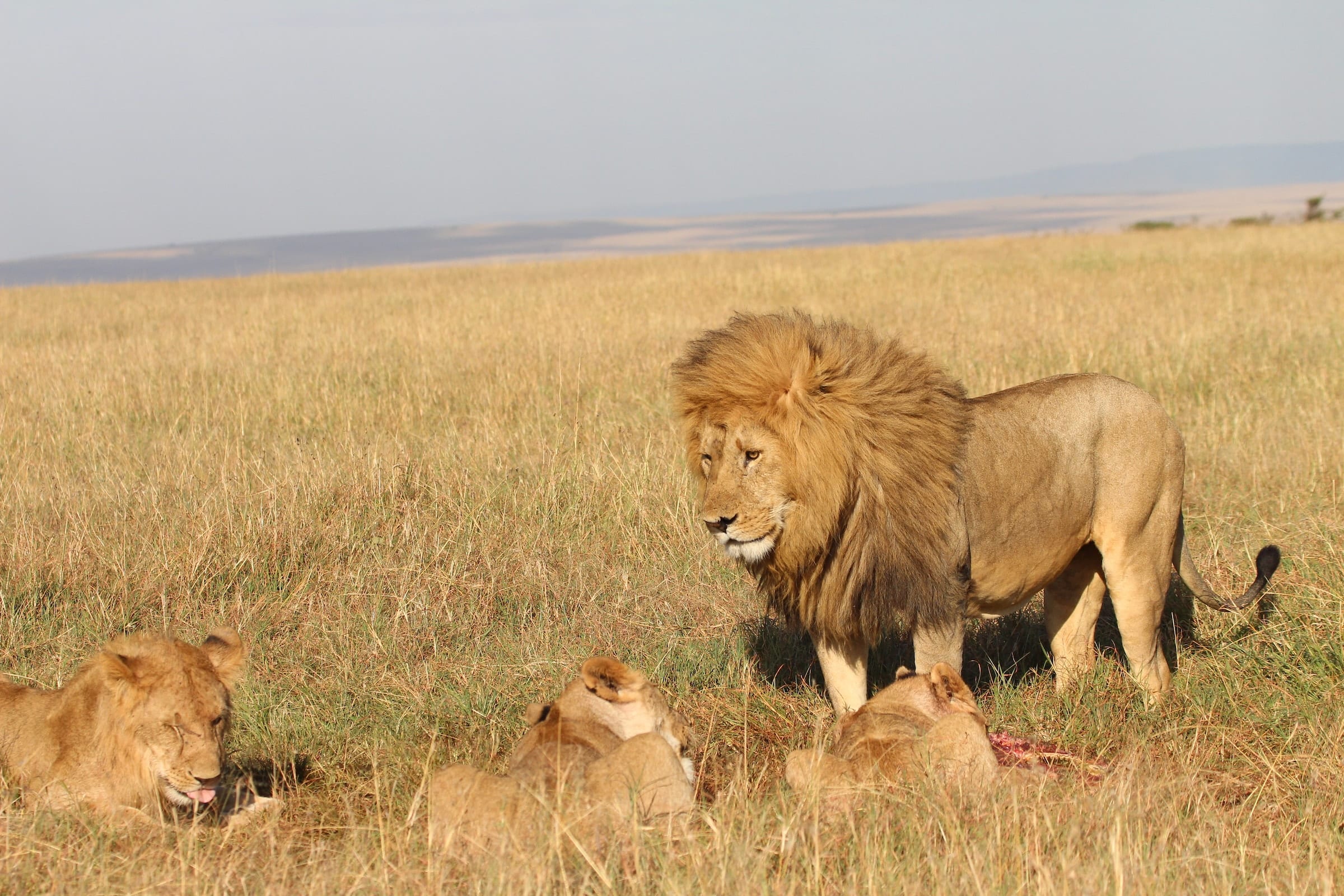 8-Day Kenya Grand Safari: From Mount Kilimanjaro to the Maasai Mara (18/24)