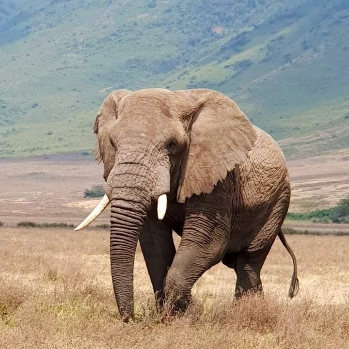 8-Day Kenya Grand Safari: From Mount Kilimanjaro to the Maasai Mara (10/24)
