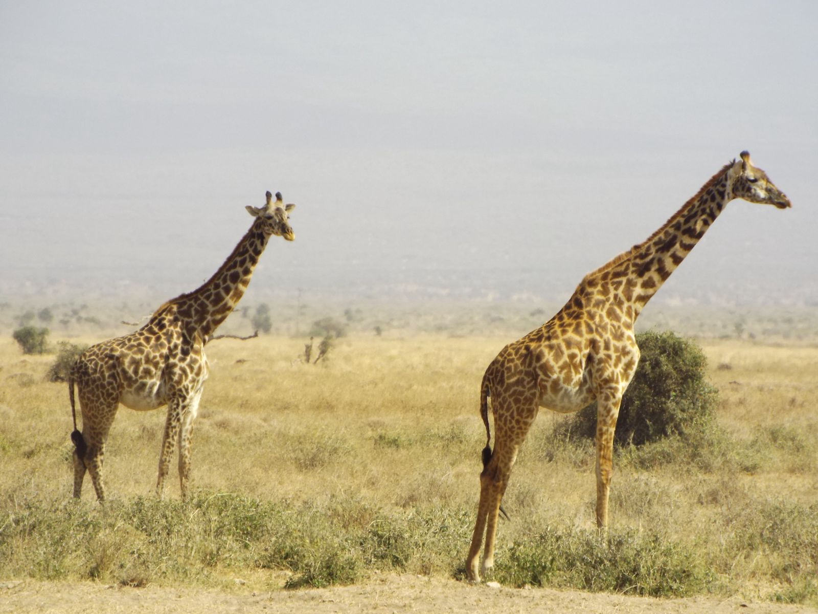 8-Day Kenya Grand Safari: From Mount Kilimanjaro to the Maasai Mara (5/24)
