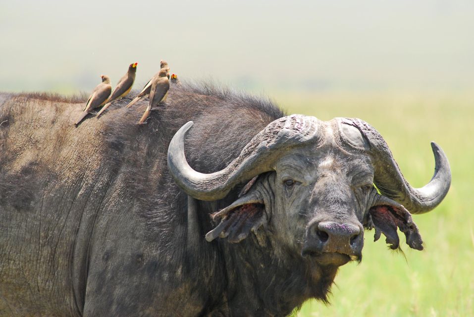 8-Day Kenya Grand Safari: From Mount Kilimanjaro to the Maasai Mara (21/24)