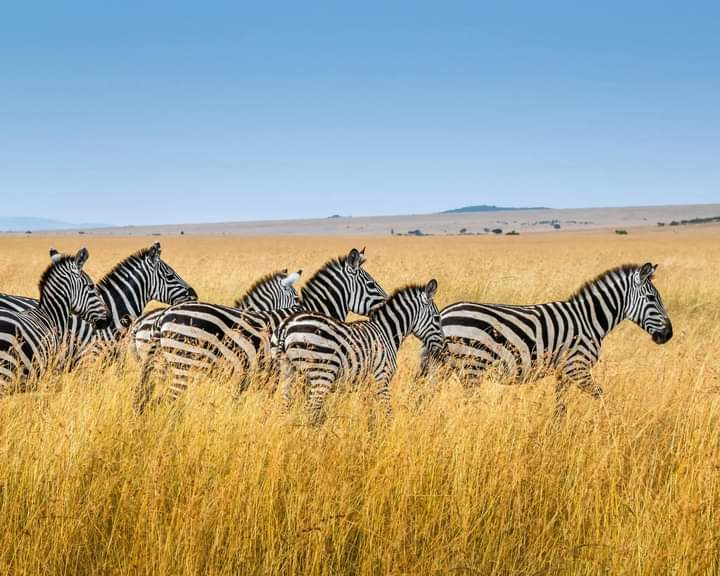 8-Day Kenya Grand Safari: From Mount Kilimanjaro to the Maasai Mara (13/24)