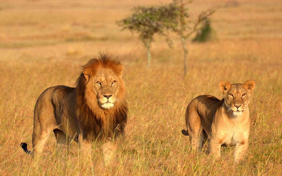 8-Day Kenya Grand Safari: From Mount Kilimanjaro to the Maasai Mara (23/24)